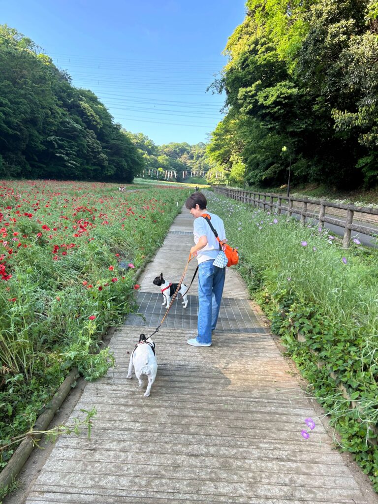 安藤優子｜ワンちゃんのお散歩風景